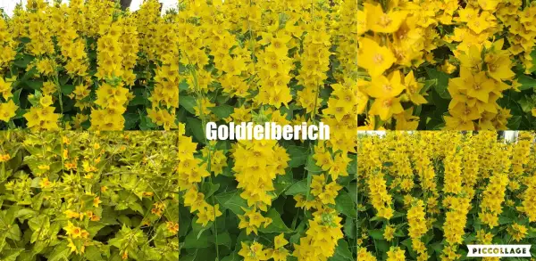 Blumen: Goldfederich - Gelb