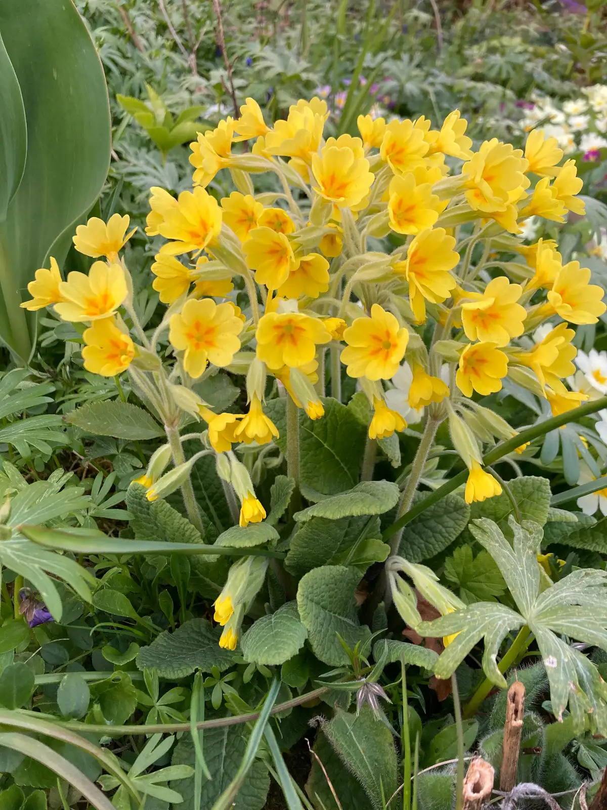 Blumen: Goldgelbe Schlüsselblumen