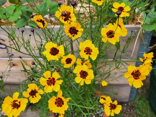 Blumen: Goldgelbes Mädchenauge "Golden Roulette", coreopsis tinctoria (einjährig)