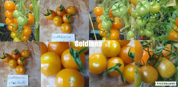 Tomaten: Goldiana - Cherrytomate aus Deutschland