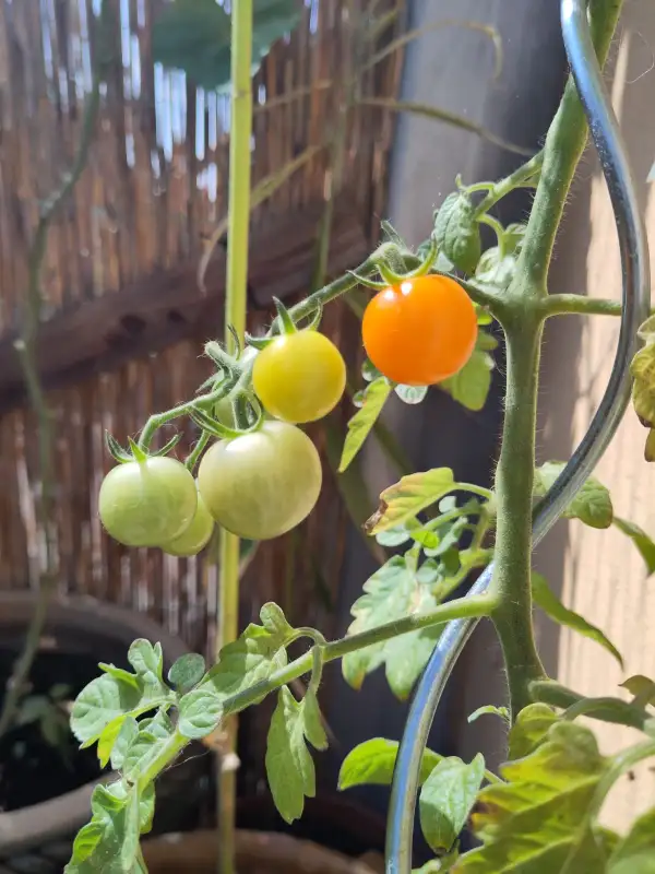 Tomaten: Goldiana