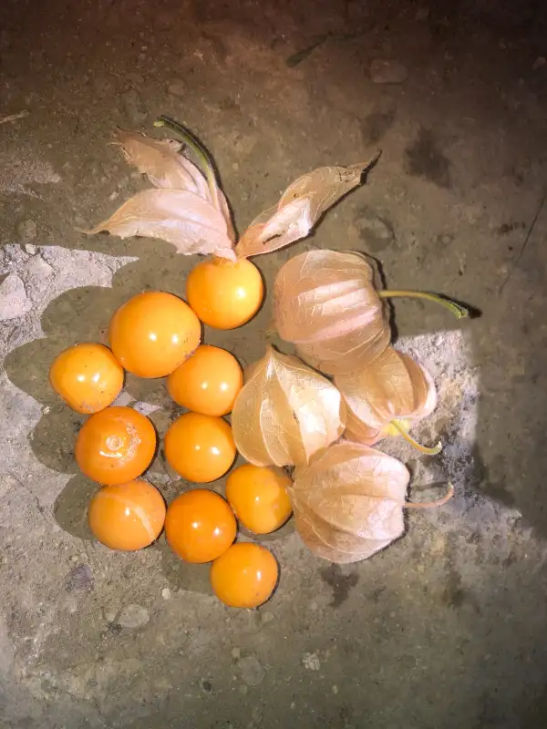 Physalis: Goldie (P. pubescens)