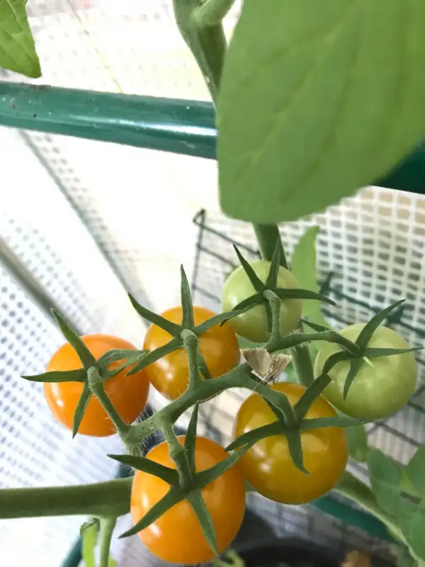 Tomaten: Goldita