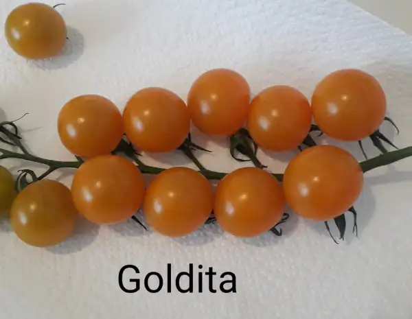 Tomaten: Goldita