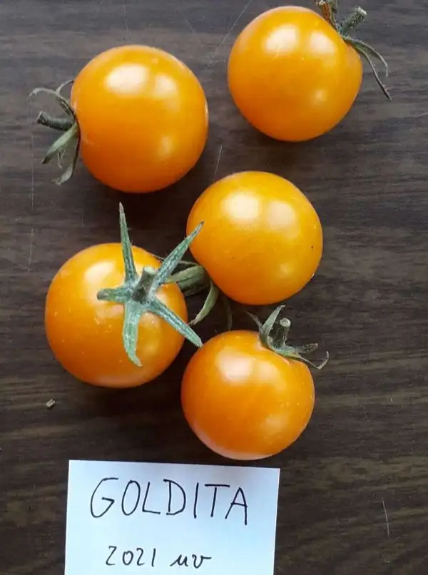 Tomaten: Goldita