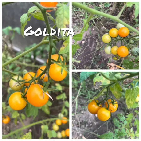 Tomaten: Goldita