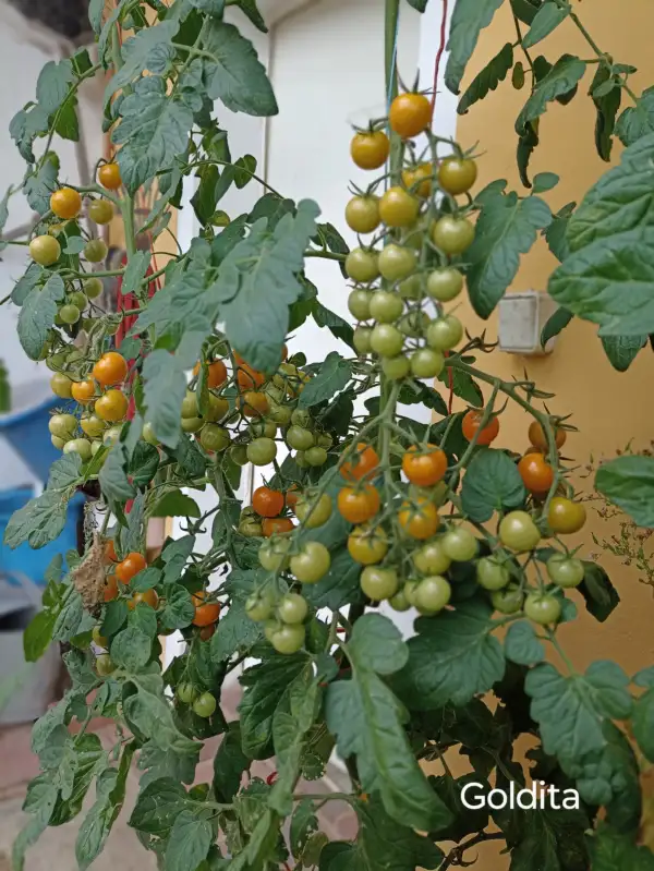 Tomaten: Goldita