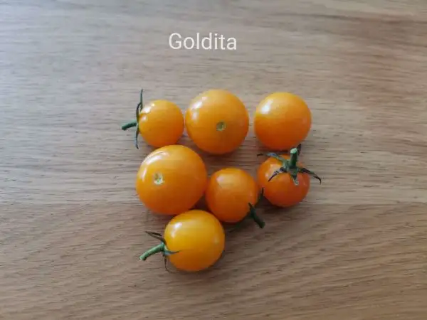 Tomaten: Goldita