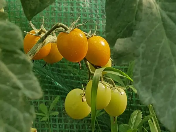 Tomaten: Goldita