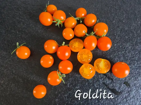 Tomaten: Goldita