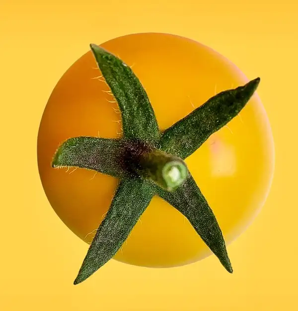 Tomaten: Goldita