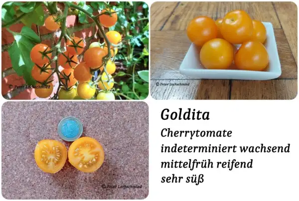 Tomaten: Goldita