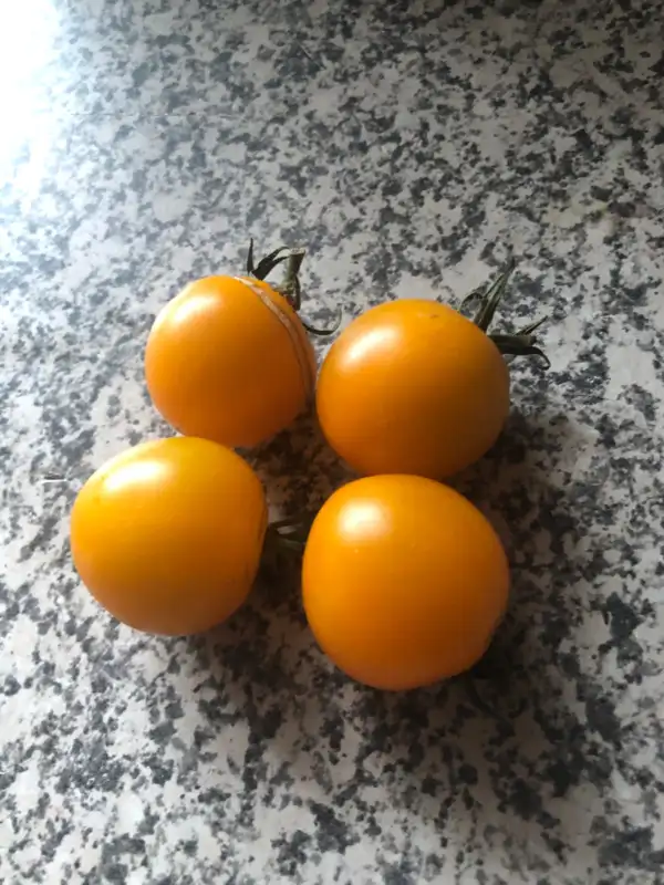 Tomaten: Goldita