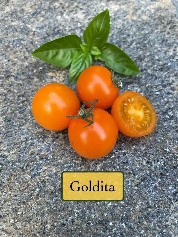 Tomaten: Goldita