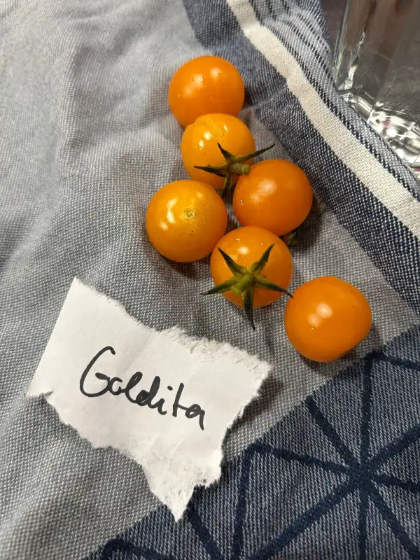 Tomaten: Goldita