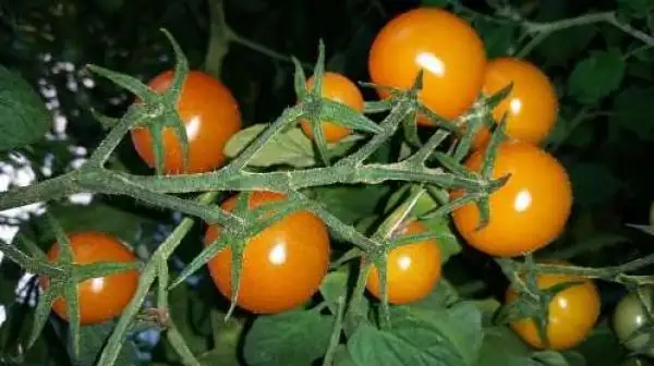 Tomaten: Goldita