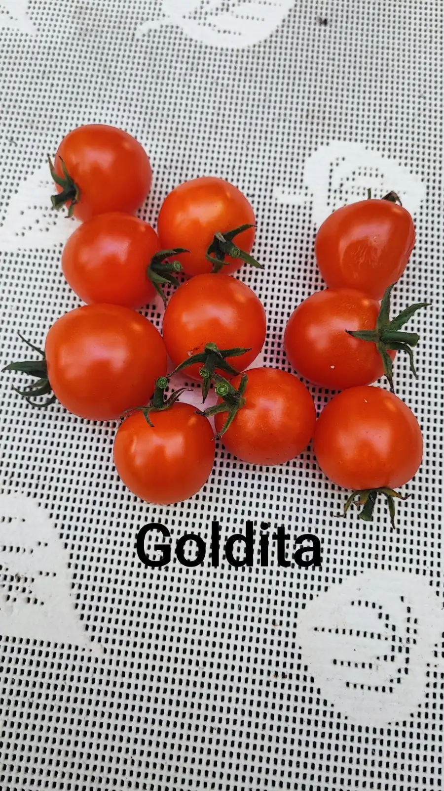 Tomaten: Goldita