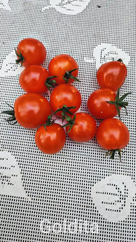 Tomaten: Goldita