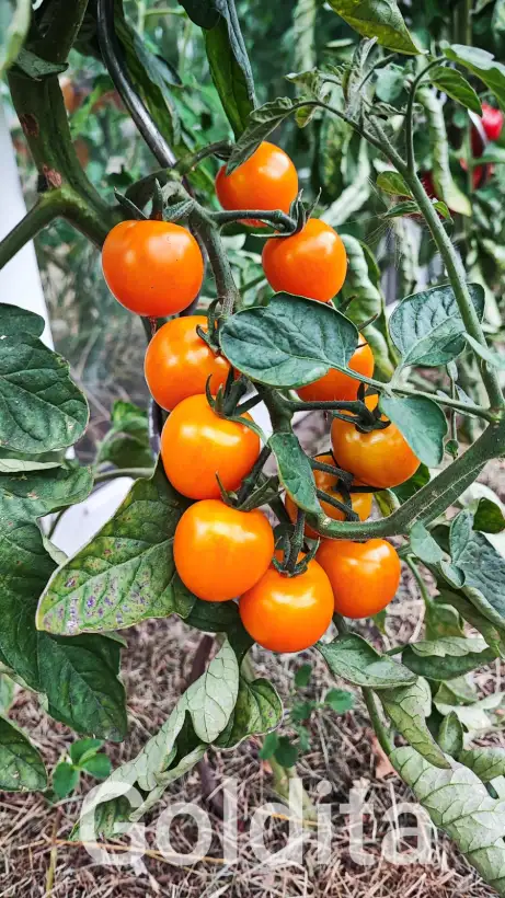 Tomaten: Goldita
