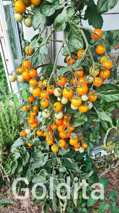 Tomaten: Goldita