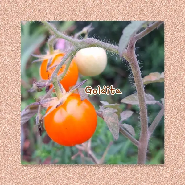 Tomaten: Goldita
