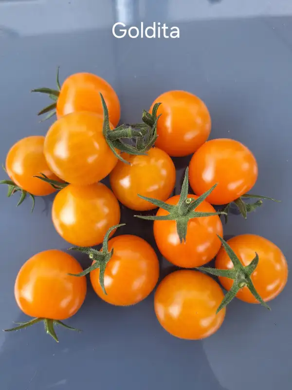 Tomaten: Goldita