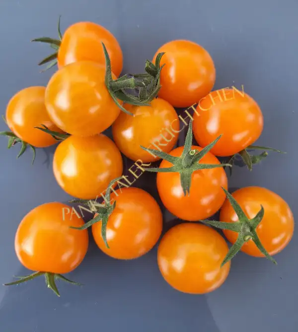 Tomaten: Goldita