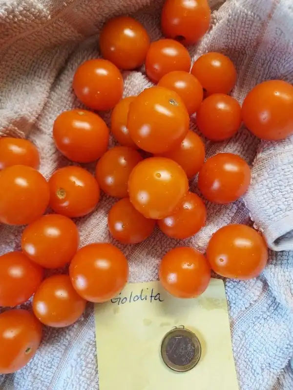 Tomaten: Goldita