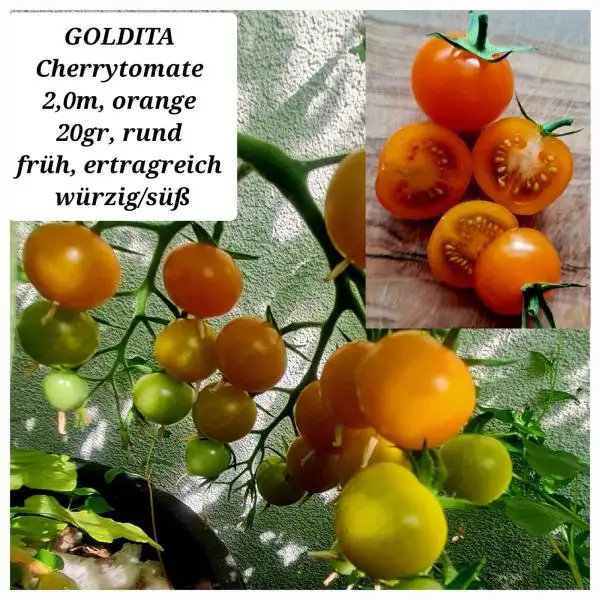 Tomaten: Goldita