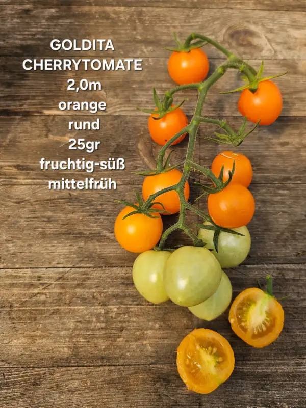 Tomaten: Goldita