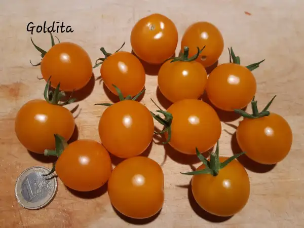 Tomaten: Goldita