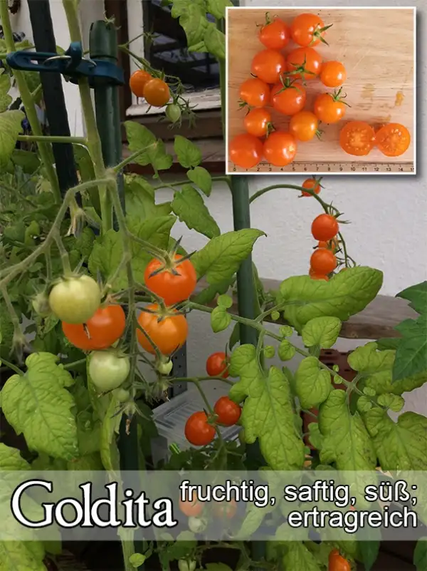 Tomaten: Goldita