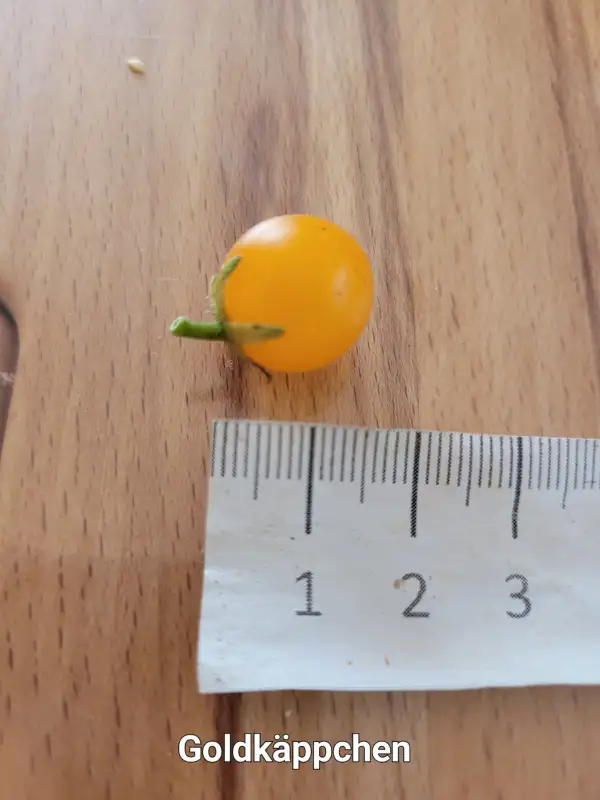 Tomaten: Goldkäppchen