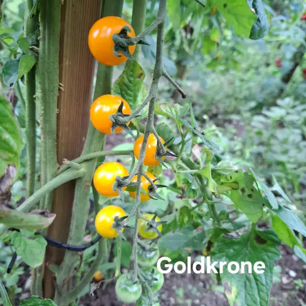Tomaten: Goldkrone