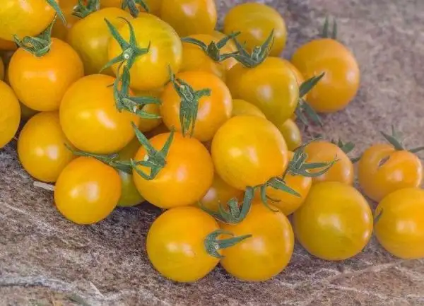 Tomaten: Goldkrone