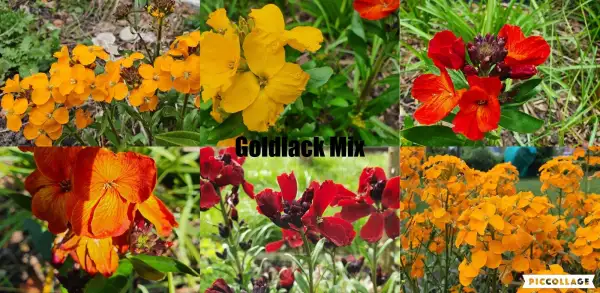 Blumen: Goldlack - Mix Gelb/Orange