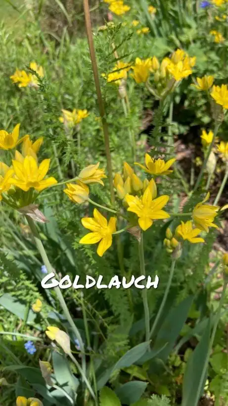 Blumen: Goldlauch