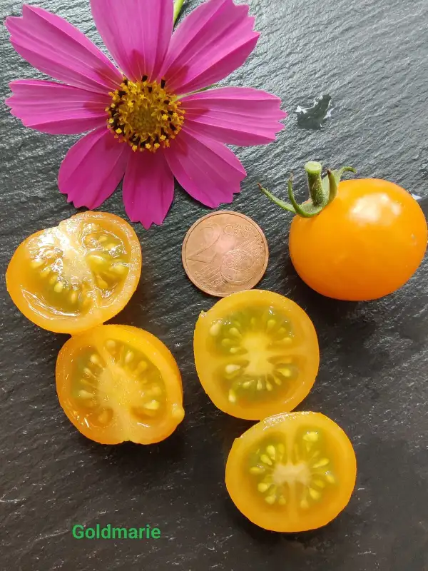 Tomaten: Goldmarie