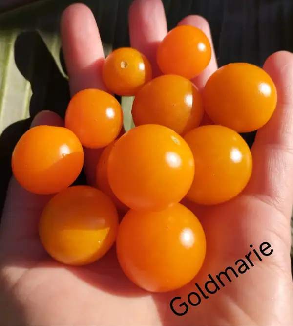 Tomaten: Goldmarie