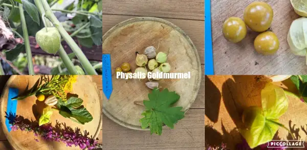 Physalis: Goldmurmel