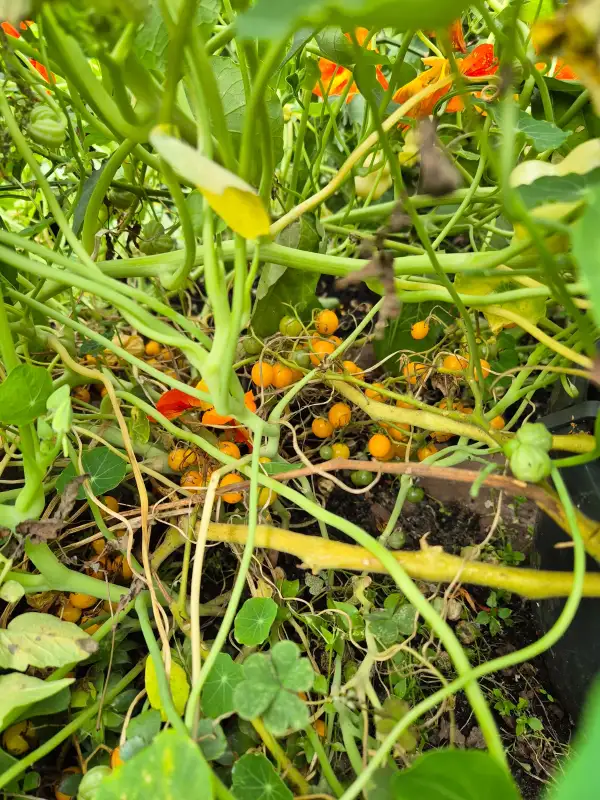 Tomaten: Goldrush