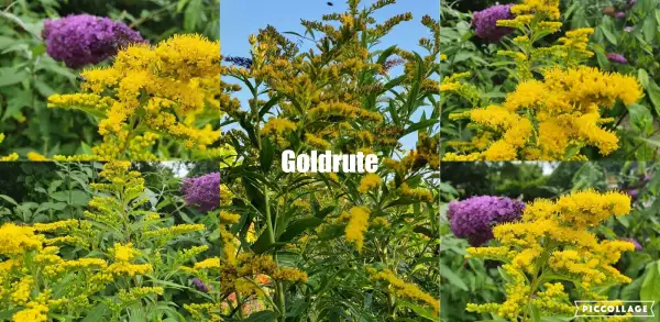 Blumen: Goldrute - Gelb