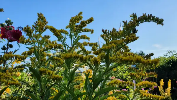 Blumen: Goldrute - Gelb