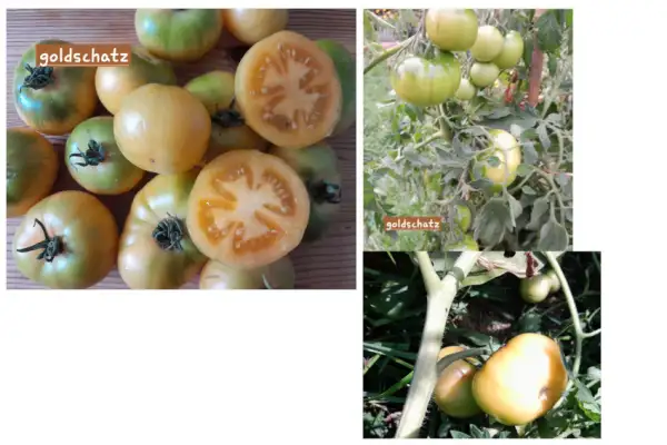 Tomaten: Goldschatz