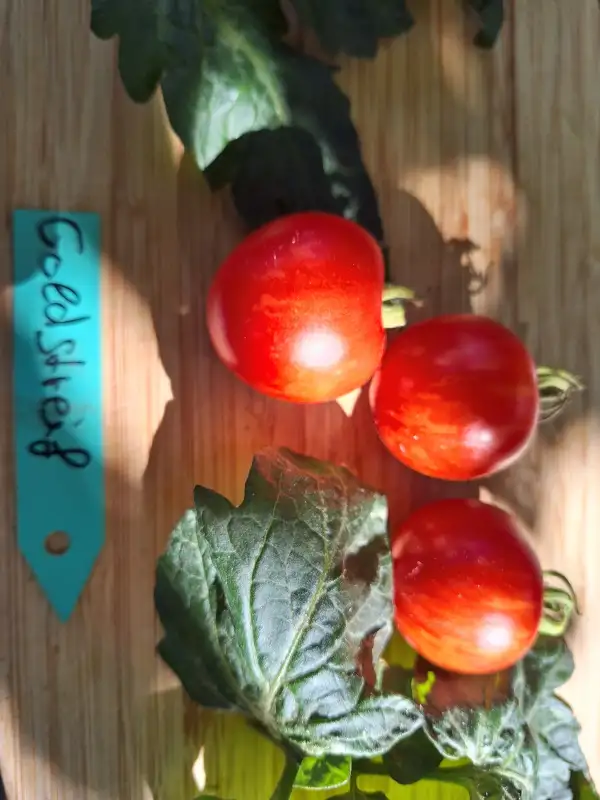 Tomaten: Goldstreif