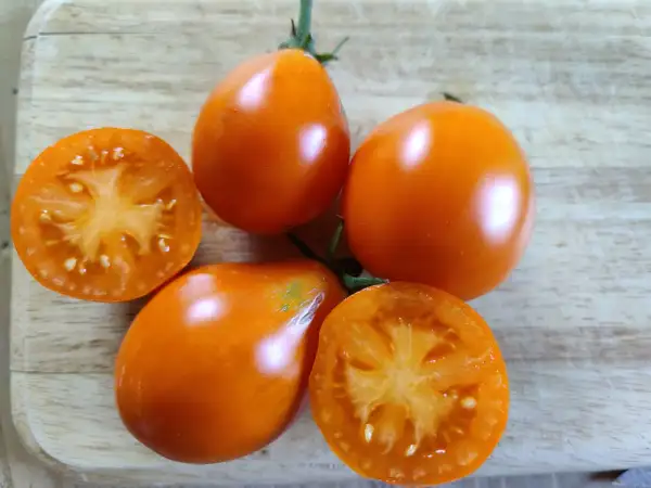 Tomaten: Goldtrüffel