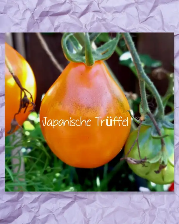 Tomaten: Goldtrüffel