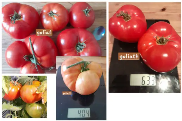 Tomaten: Goliath