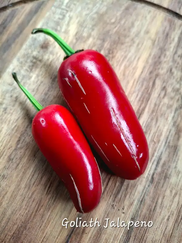 Chili / Paprika: Goliath Jalapeno