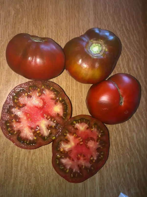 Tomaten: Golova Negra